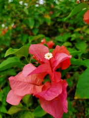Beautiful red flowers are suitable for backgrounds and articles
