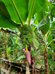 banana plant in the garden