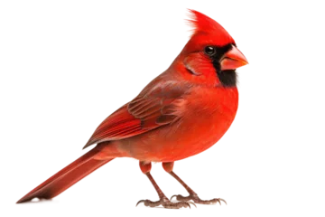 Foto op Plexiglas Red Cardinal Perched Render Isolated on Transparent Background © Yasir