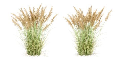 Isolated calamagrostis canadensis or reed on white background