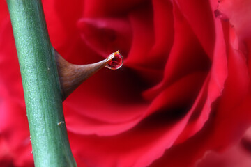Rose reflection in Waterdrop on Thorn