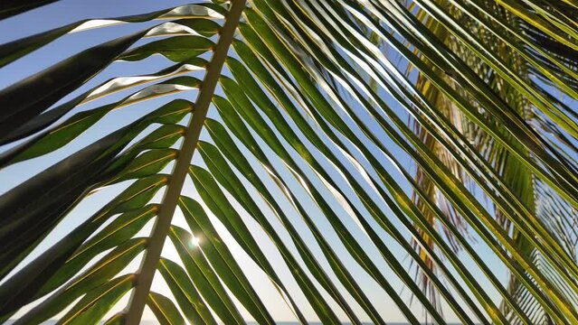 Sunlight filtering through the lush green leaves of a palm tree against a clear blue sky, evoking a tropical vacation concept
