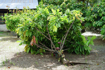 the cacao tree fell down in the wind