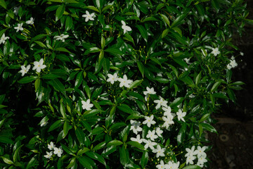 Fototapeta na wymiar flowers with blue leaves