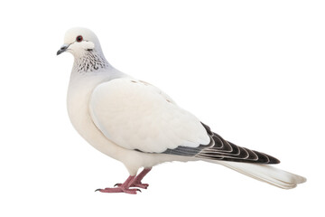 Bird of Serenity: Dove Design Isolated on Transparent Background