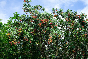 Fototapeta na wymiar Fresh green rambutans fruit in garden
