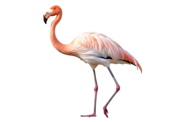 Tropical Bird Beauty: Flamingo Isolated on Transparent Background