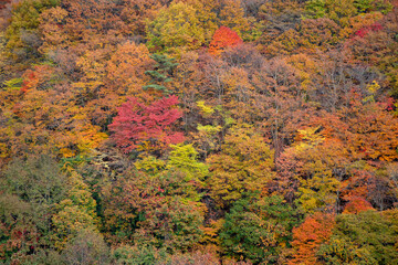 秋の磐梯山_磐梯山ゴールドライン