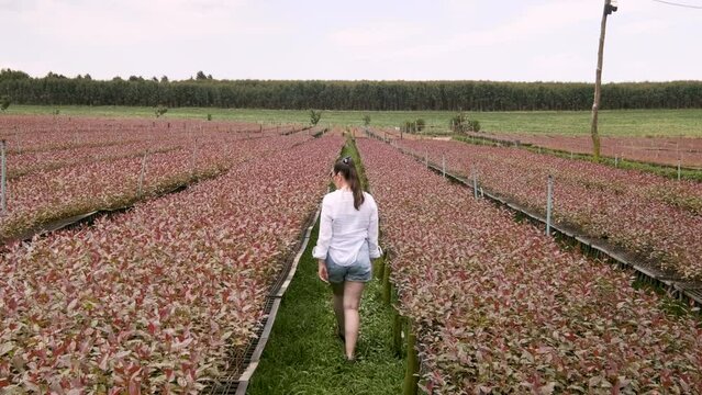 A woman walks in a eucalyptus nursery. Natural medicine industry. Eucalyptus production site for the cellulose industry.