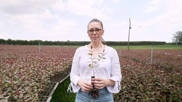 A woman holds a pot of eucalyptus seedlings in a cultivation garden