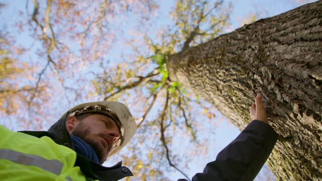 Safety conscious employee observing health of tree trunk and birch