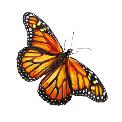 Fototapeta na wymiar Butterfly Specimen cutout with transparent background