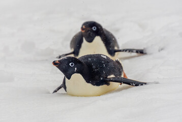 Adélie penguin (Pygoscelis adeliae), Petermann Island, Antarctica