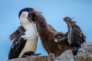 Antarctic shag (Leucocarbo bransfieldensis) feeding chick, Jougla point,  Port Lockroy, Wiencke...