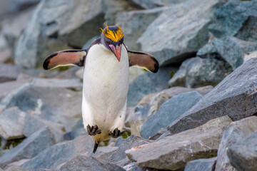 Macaroni penguin (Eudyptes chrysolophus), Half Moon Island, Antarctica