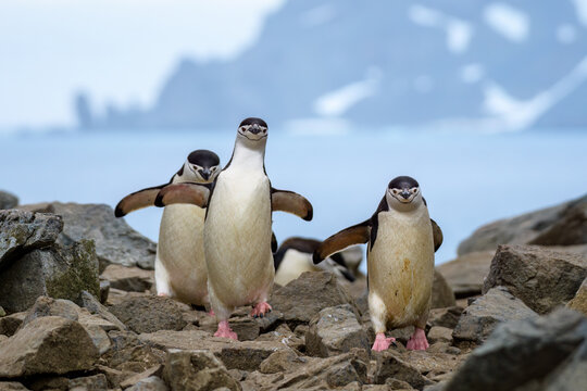 Chinstrap penguin (Pygoscelis antarcticus) returning to their colony after fishing, Half Moon Island, Antarctica