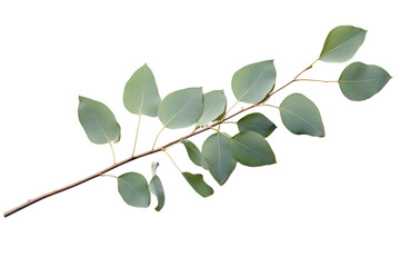 Eucalyptus Branch Isolated On Transparent Background - obrazy, fototapety, plakaty