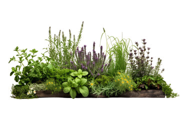 Green Herb Garden Isolated On Transparent Background