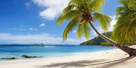 Scenic Coral Beach With Palm Tree, Palm tree On Coral Beach