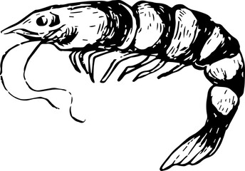 Hand Drawn Sea Animal