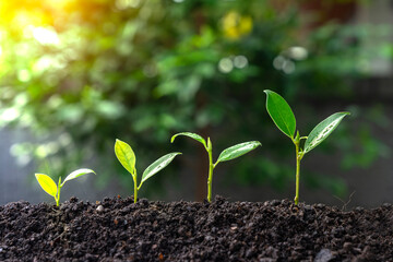 A seedling that is growing and thriving