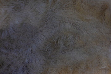 close up of a fur texture