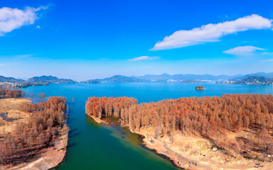Fototapeta na wymiar The Metasequoia Scenery by Siming Lake in Yuyao City, Zhejiang Province, China