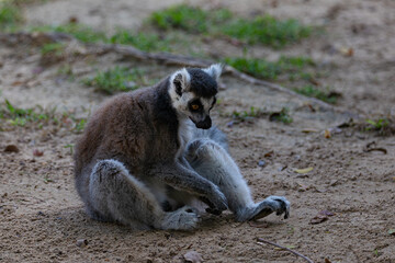Portrait of a ring-tailed lemur
