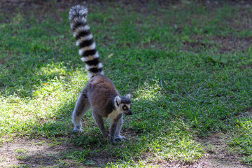 ring tailed lemur  on the ground   © AlexTow
