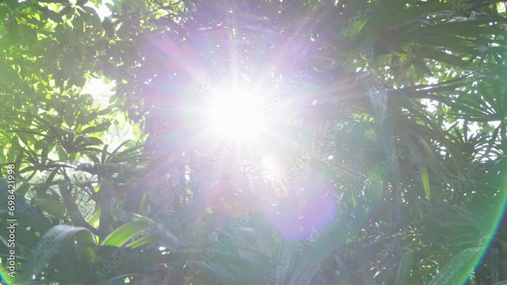 Aufkleber sun breaks through the lush tropical greenery of the forest. magical green summer rain forest. sun r