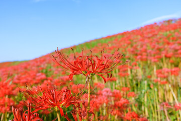 彼岸花　愛知県半田市