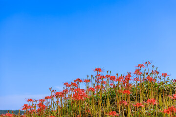彼岸花　愛知県半田市