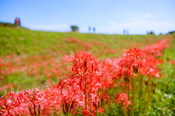 彼岸花　愛知県半田市