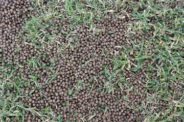 Many Acorns on the Ground in the Green Grass