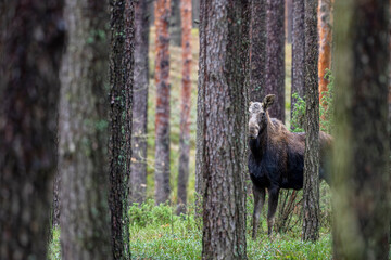 Moose, Alces alces, in the pine forest. Kampinos National Park, Poland.