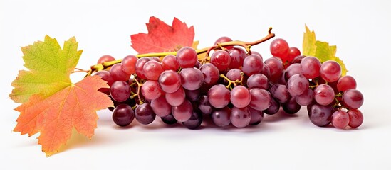 Obraz premium Autumnal close-up of wild grape.