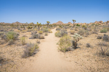hiking the lost horse mine loop trail in joshua tree national park, california, usa
