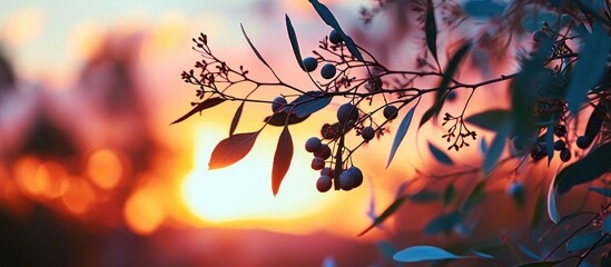 Eucalyptus branch with curved leaves and fruit against a blurred sunset background. Exceptional beauty of sunset paints the sky in unique colors. - obrazy, fototapety, plakaty