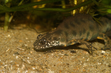 Closeup on a male Italian crested newt, Trirurus carnifex underwater