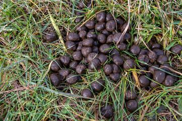 Deer scat in a forest. Roe deer droppings in the grass.