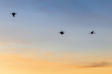 Fototapeta na wymiar Flying Cranes in the sky dusk