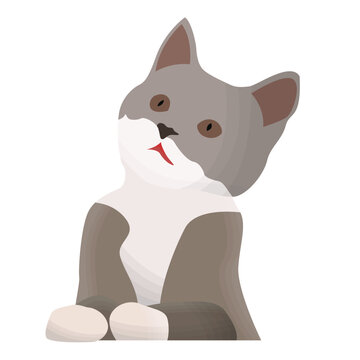cute little gray cat