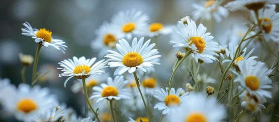 Foto auf Leinwand Close-up macro of daisy flowers with shallow depth of field. © AkuAku