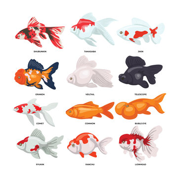 Set of different types of goldfish types for poster education, infographic, school or diagram, goldfish swimming isolated on white background, aquatic animals vector illustration. 