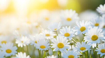 Sunlit Daisy Meadow: Radiant Blooms at Golden Hour