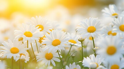 Sunlit Daisy Meadow: Radiant Blooms at Golden Hour