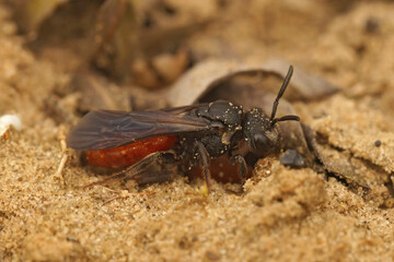 Closeup on the colorful red white lipped blood bee, Sphecodes albilabris a cleptoparasite on Colletes cunicularius bees