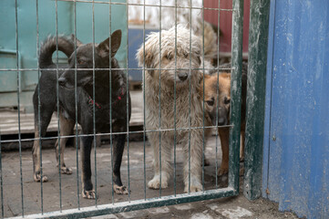 Two dogs waiting for adoption in animal shelter. Homeless dogs in the shelter.