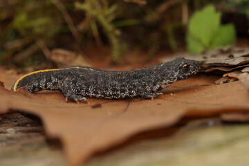 Closeup on a juvenile Balkan crested newt, Triturus ivanbureschi sitting on a dried leaf