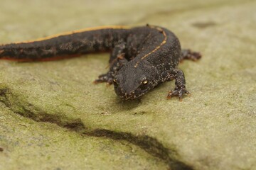Closeup on a juvenile Balkan crested newt, Triturus ivanbureschi sitting on a stone
